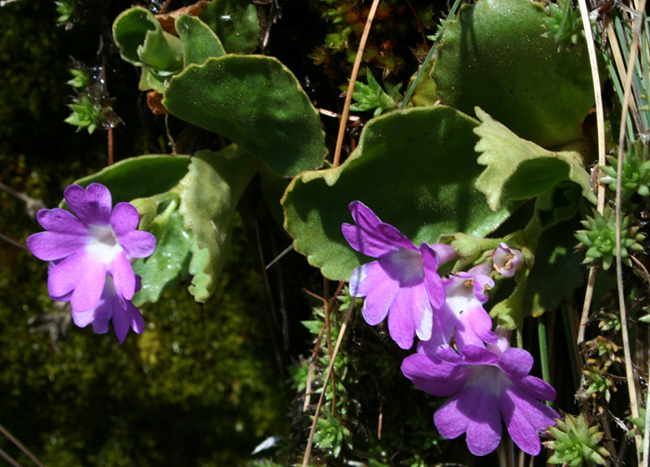 primula hirsuta: conferme?
